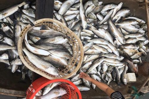 Thanh Hóa: Cá chết bất thường trên sông Lạch Bạng: Vì đâu nên nỗi?