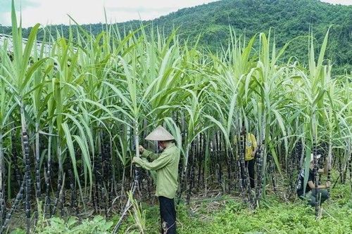 SSI Research: Cổ phiếu ngành mía đường 'nóng' trở lại, trừ LSS