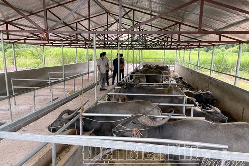 Phát triển chăn nuôi theo hướng trang trại, gia trại