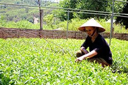Minh Sơn: Hiệu quả từ ươm giống cây lâm nghiệpTin khácQuyết liệt ngăn hàng lậu thời điểm cuối nămNgành giáo dục tận dụng thời gian 'vàng' để dạy học