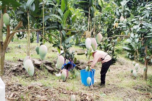 Bát Xát khai thác lợi thế phát triển cây ăn quả