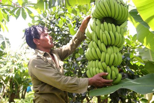 Liên kết trồng chuối tại xã Đưng K'Nớ