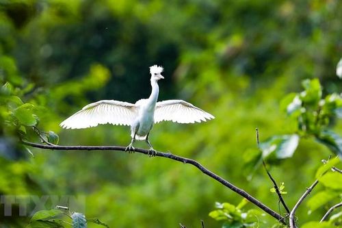 Ninh Bình: Tăng cường bảo tồn thiên nhiên, giữ gìn sự đa dạng sinh học
