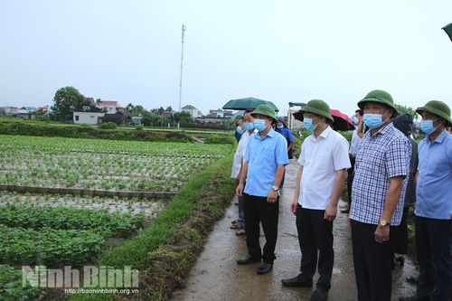 Yên Mô triển khai kế hoạch sản xuất vụ đông năm 2021
