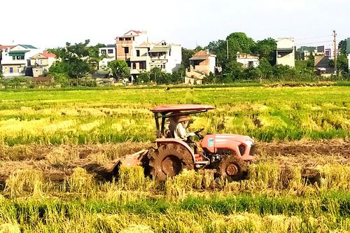 Toàn tỉnh đã thu hoạch gần 7.000ha lúa Mùa