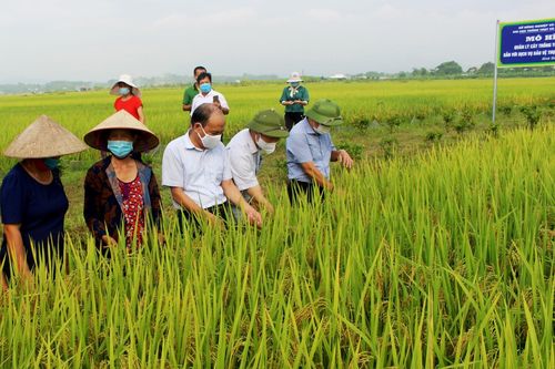 Tổng kết mô hình quản lý cây trồng tổng hợp gắn với diệt chuột tập trung