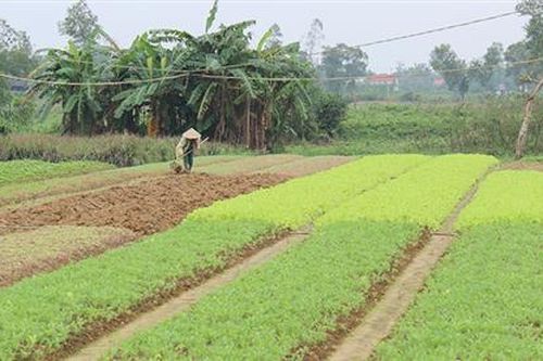 Phát triển kinh tế hợp tác xã ở Đông Hà
