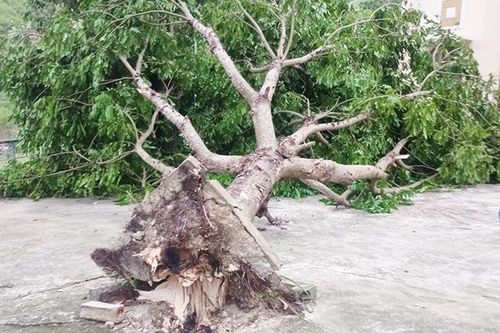 Hơn 500 nhà dân bị ảnh hưởng mưa lớn, giông lốc