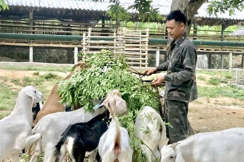 Thành công từ mô hình nuôi dê nhốt chuồng