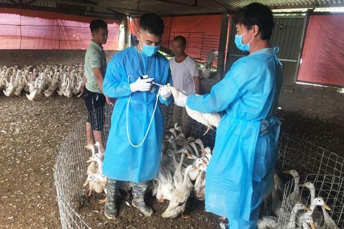 Thiệt hại hơn 1.500 tỷ đồng do dịch bệnh gia súc, gia cầm