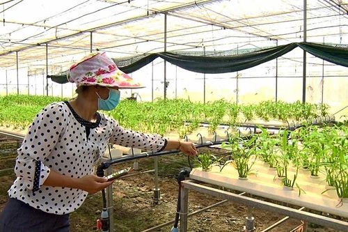 Ứng dụng công nghệ vào sản xuất nông nghiệp