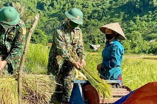 Bộ đội biên phòng xuống ruộng gặt lúa giúp người neo đơn