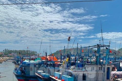 Hỗ trợ ngư dân tiêu thụ gần 300 tấn hải sản bị ứ đọng