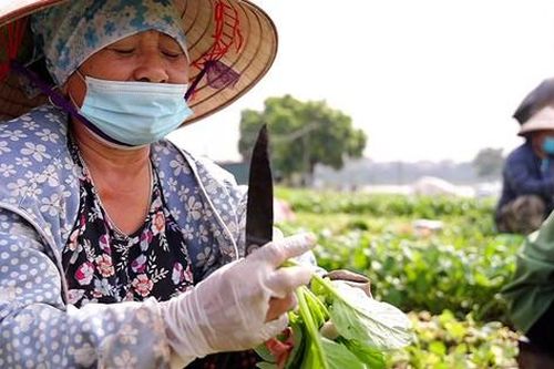Nông dân tất bật ở vựa rau lớn nhất Hà Nội sau khi nới lỏng giãn cách