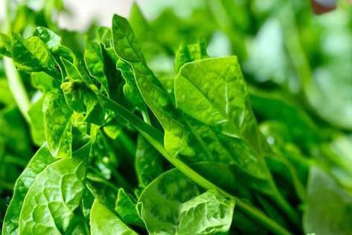 Ở nơi này mồng tơi đắt đỏ, bạn sẽ trân trọng từng lá chứ không chỉ lấy ngọn