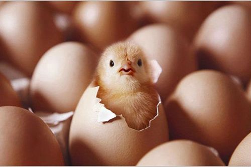 Con gà có trước hay quả trứng có trước? Câu trả lời đơn giản, nhưng cả nhân loại 'đau đầu' hàng trăm năm