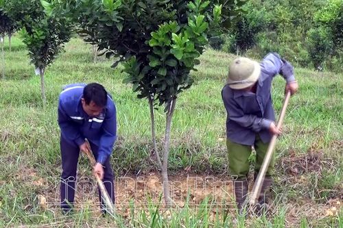 Mắc ca khẳng định vị thế trên vùng đất 'cửa ngõ'