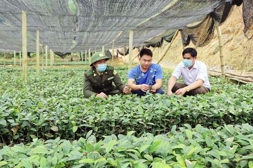 Lâm nghiệp Lào Cai hướng tới phát triển bền vững