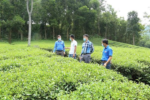 Những 'phú nông' áo xanh