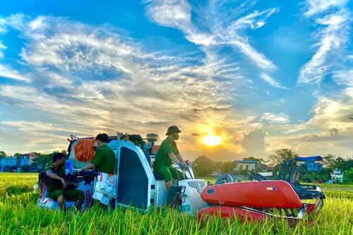 Mùa gặt đặc biệt ở Hà Nội