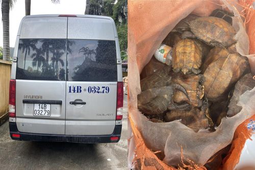 Quảng Ninh: Phát hiện xe khách vận chuyển 34 cá thể rùa quý hiếm