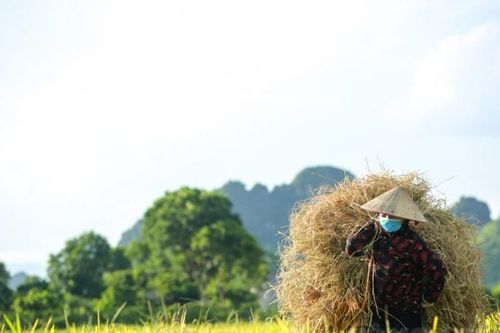 Hà Nội: Người dân tất bật thu hoạch lúa tại những huyện được nới lỏng giãn cách