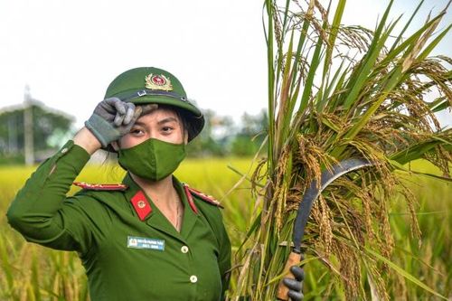 Một xóm bị cách ly, công an 'xuống đồng' thu hoạch lúa giúp dân