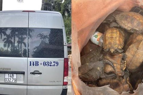 Bắt giữ xe khách vận chuyển 34 cá thể rùa 'sách đỏ thế giới'