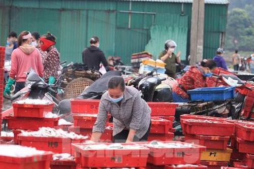 Nhịp sống nhộn nhịp ở cảng cá sau những ngày 'đóng băng' phòng chống dịch