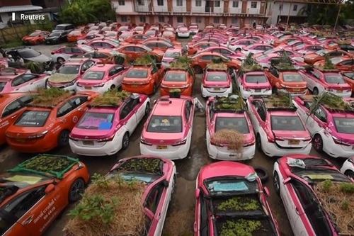 Hàng trăm xe taxi 'biến thành' vườn rau mini ở Thái Lan