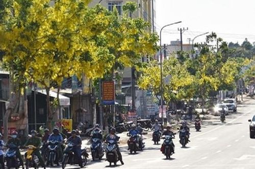 Non xanh phố thị hoa vàng