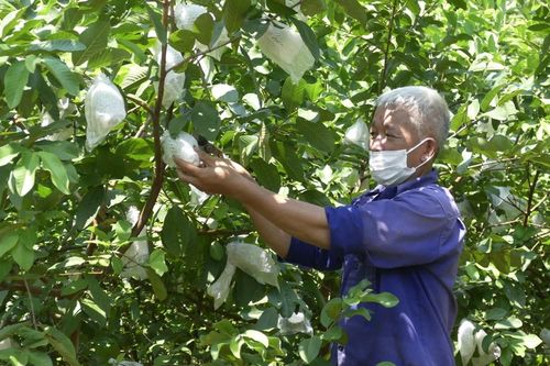 Xã Thống Nhất phát triển vùng trồng ổi