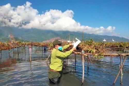 Kinh tế Nông nghiệp - Nông thôn Tháo gỡ giàn bẫy, tiêu hủy hàng trăm chim mồi