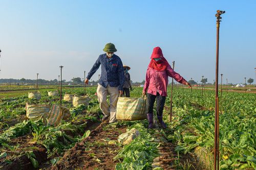 Ngày đầu trở lại sau giãn cách, vựa rau lớn nhất Hà Nội tất bật người ra kẻ vào
