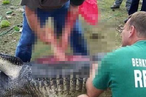 Bắt được cá sấu 'khủng' nặng hơn 2 tạ, cảnh sát mổ bụng phát hiện cảnh ám ảnh