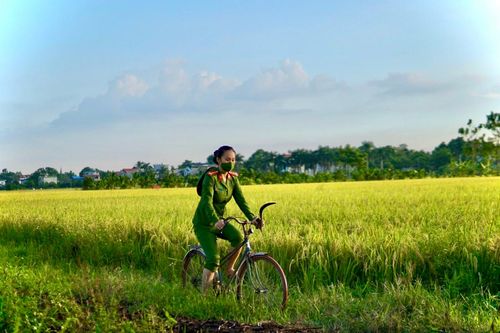 Ngoại thành Hà Nội mùa gặt đẹp như một bức tranh