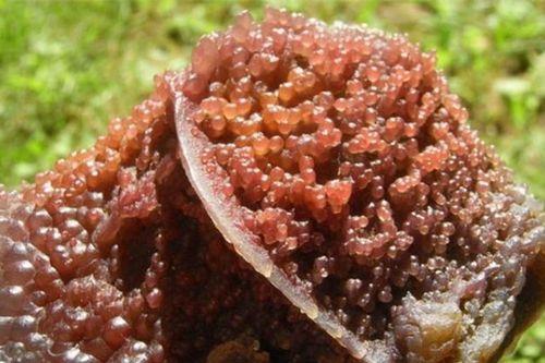 Vấp phải 'cục thịt lạ', chàng trai ngã ngửa vớ được kho báu trời ban