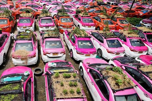 Trồng rau trên nóc oto ở 'nghĩa địa xe', giúp tài xế đi qua mùa dịch