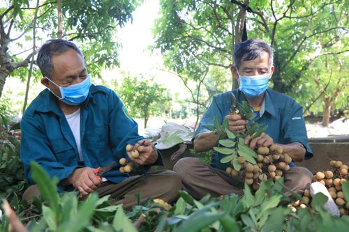 Nhãn Hưng Yên mất mùa, mất giá: Người nông dân lấy công bù lỗ