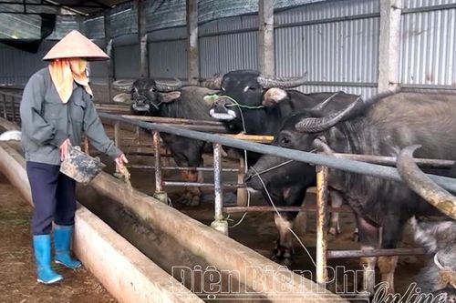 Nông dân huyện Điện Biên phát triển chăn nuôi theo hướng trang trại
