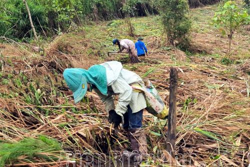 Hoàn thành kế hoạch trồng rừng thay thế năm 2021