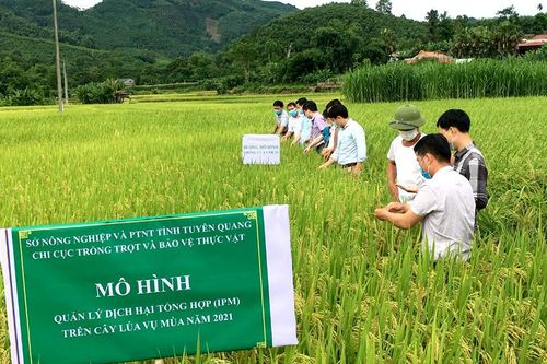 Đánh giá mô hình quản lý dịch hại tổng hợp (IPM) trên cây lúa mùa