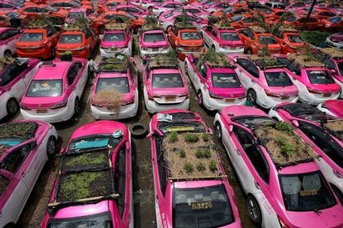 Taxi không hoạt động ở Thái Lan trở thành những 'khu vườn nhỏ'
