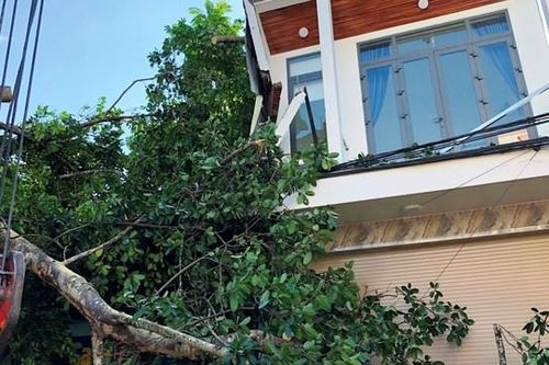 Quảng Ngãi: Cây đa cổ thụ ngã đè 1 người tử vong