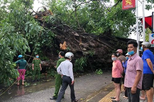 Cây đa hơn 200 tuổi đổ, một tiểu thương thiệt mạng