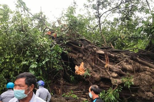 Quảng Ngãi: Cây đa hơn 200 tuổi bật gốc đè tử vong người đi đường