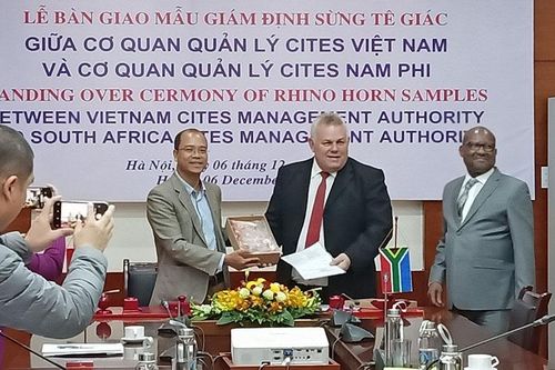 Chung tay bảo vệ loài tê giác