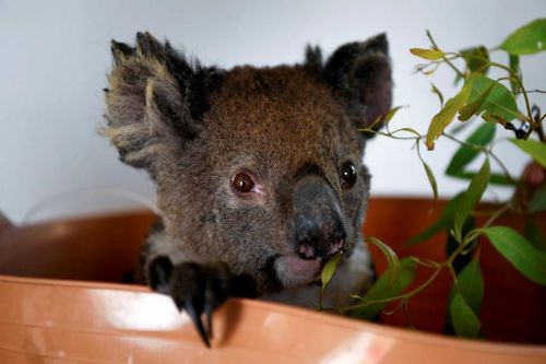 Australia mất 1/3 số gấu túi trong ba năm qua