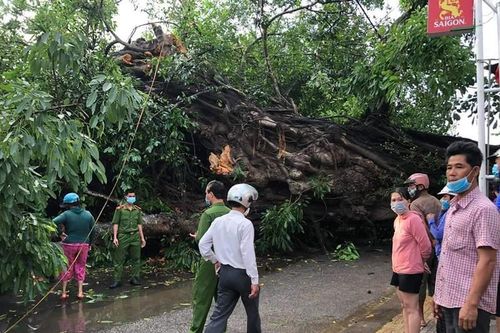 Quảng Ngãi: Cây đa hơn 200 tuổi bật gốc, một người phụ nữ đi đường tử vong