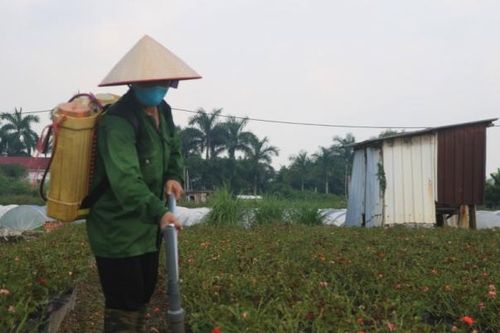 Đau lòng phá bỏ hàng héc ta hoa hồng do không thể thu hoạch vì dịch bệnh